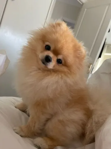 O Spitz Alemão conquista corações por onde passa.