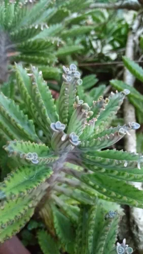 Suculenta Mãe de milhares