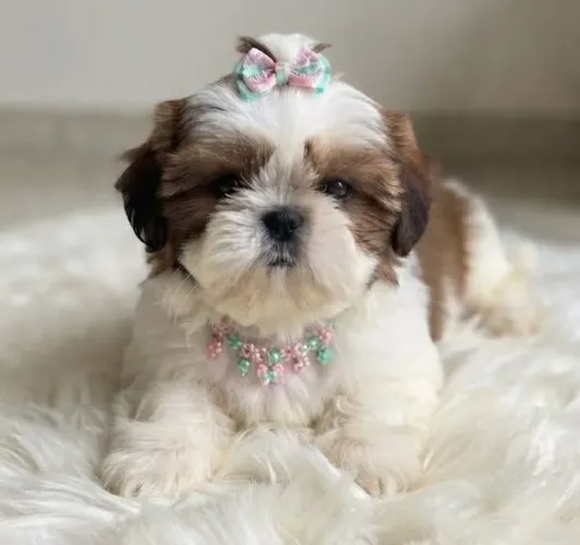 Shih Tzu fêmea Minie alto padrão