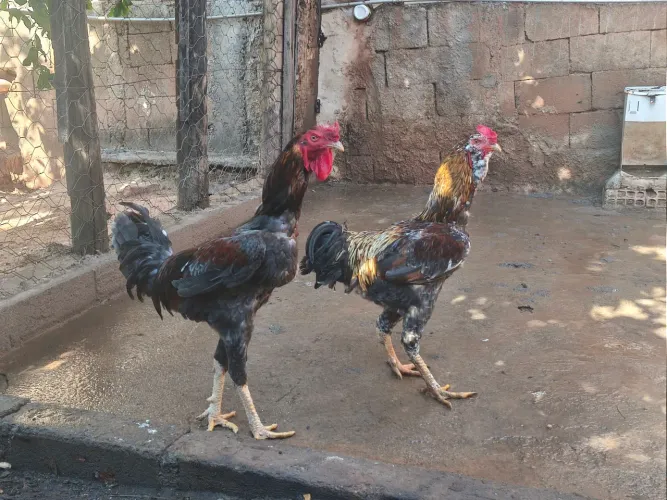Frango Índio Gigante
