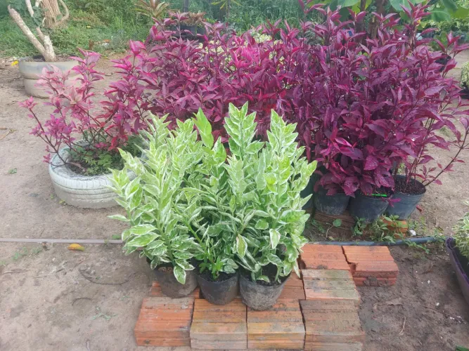 Plantas ornamentais