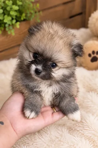 Spitz alemão Lulu da pomerania macho