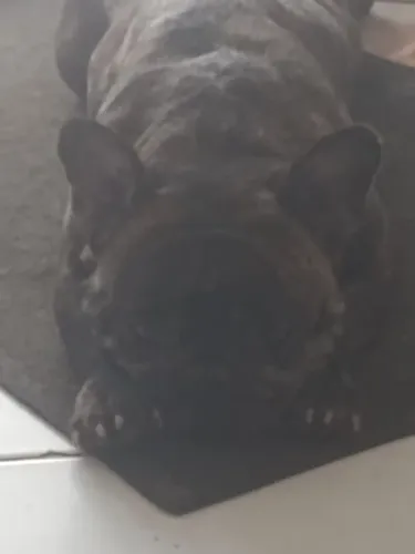 Bulldogue francês