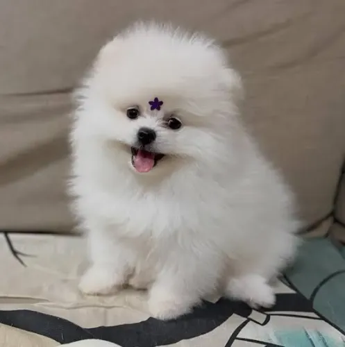 Lulu da Pomerânia splitz 