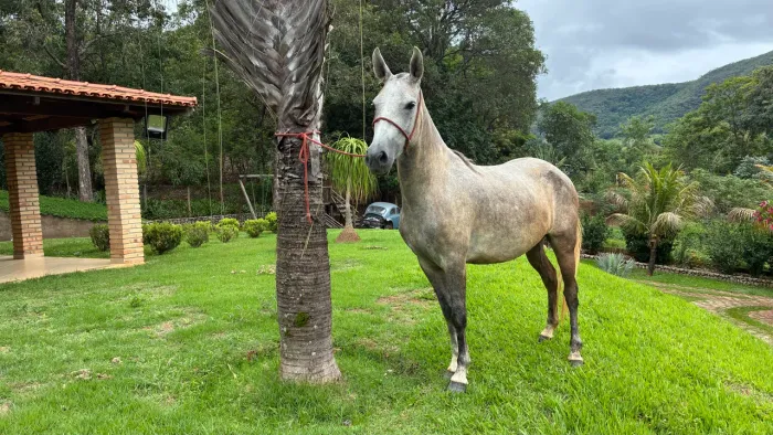 Égua manga larga