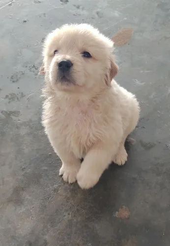 Filhotes de Golden Retriever PUROS