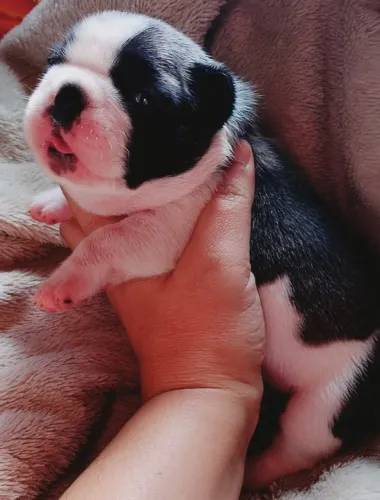 Buldogue Francês Filhotes Lindos com procedência