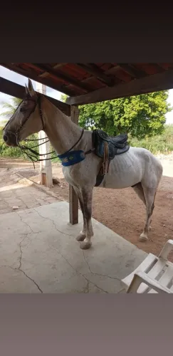 Cavalo de esteira