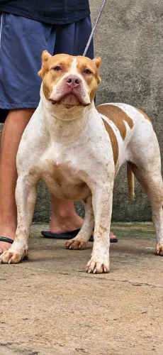 Femea de pitmonster disponivel