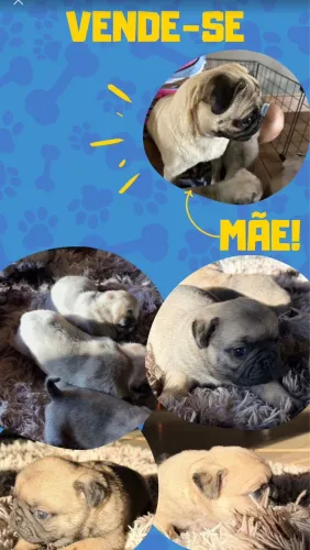 VENDO FILHOTE DE PUG 