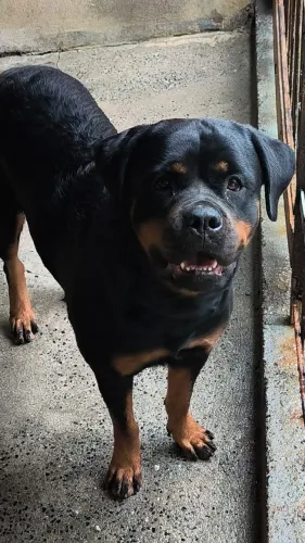 Rottweiler adulta