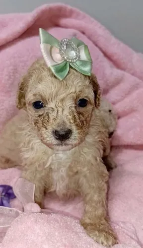 Lindos Filhotes de Poodle Toy Super Fofos e Vermifugados!