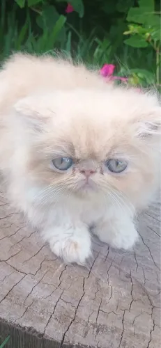 Filhotes de Gato persa 