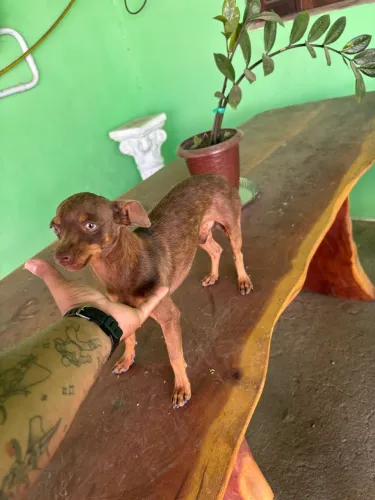 Vende-se Pincher n?