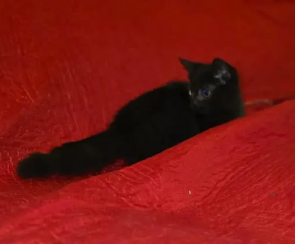 Munchking Middle Leg