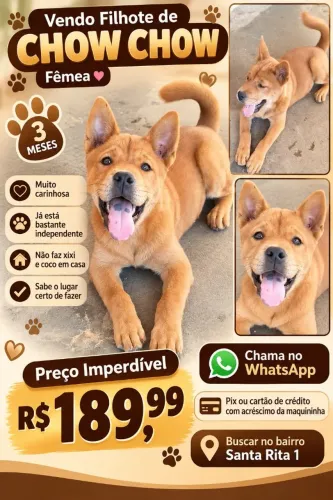 Vendo Filhote ? chow chow 3 mês fêmea muito carinhosa saudável e linda?