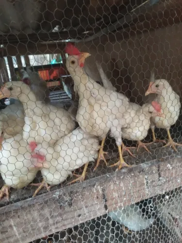 Franguinhos de Legorne