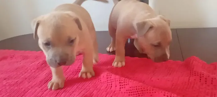 American staffordshire terrier