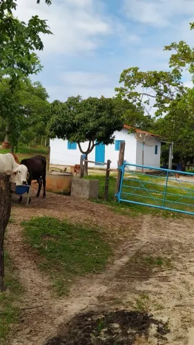 Roça próxima a lontra - Mg