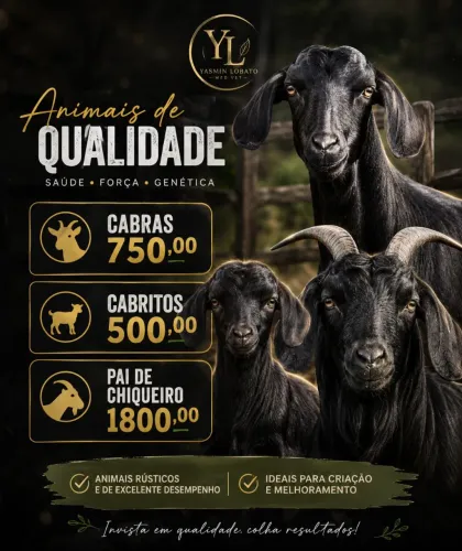 Cabras cabritos bode