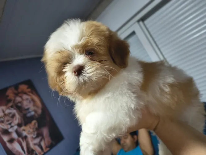 Filhote de Shih Tzu - Menos de 3 meses