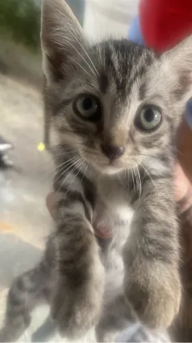 Gatos filhotes