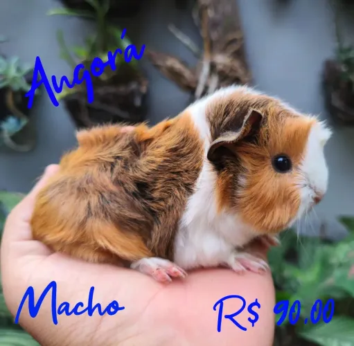 Porquinho da Índia Angorá 