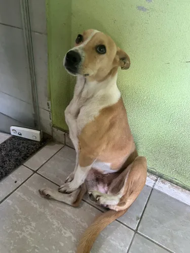Linda e dócil caramela castrada