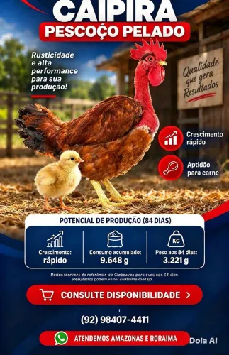 Pintinhos caipirarão pescoço pelado