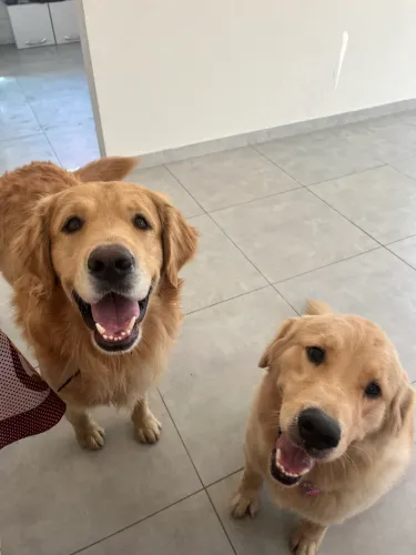 FILHOTES GOLDEN RETRIVIER 