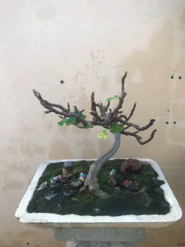 Bonsai de figueira 