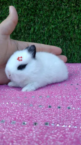 Netherland dwarf " Anão" 
