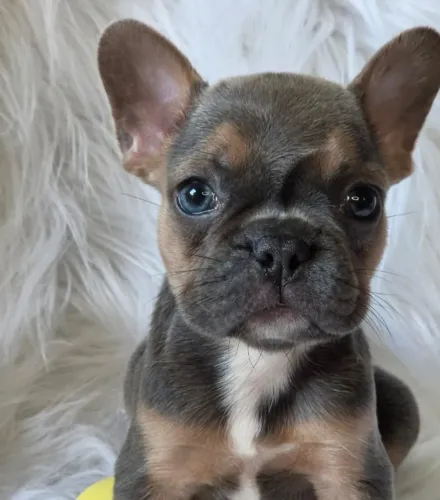 Buldogue Francês / Bulldog Francês