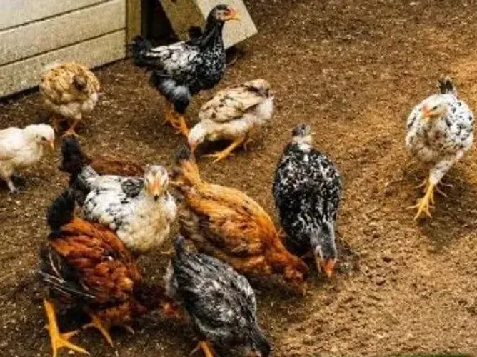 Pintinhos caipira.... até 70 dias
