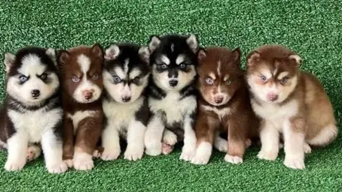 Filhotes husky siberiano urvando  para você 
