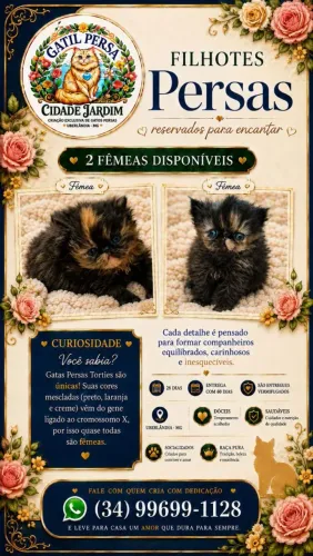 Gato Persa 2 fêmeas lindas