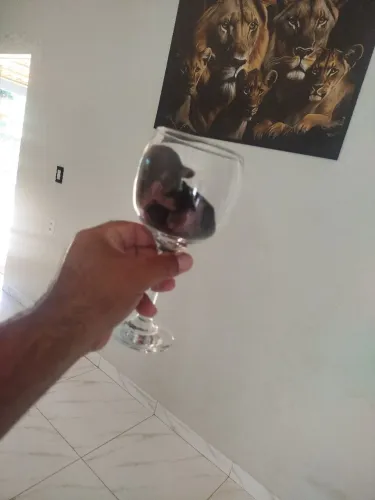 Pincher número 0