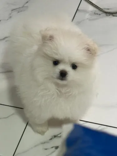 Cachorro Lulu da Pomerania um presente de amor para toda a família