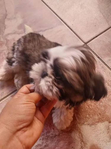 Vendo este filhote ? só  me chamar no zp * 