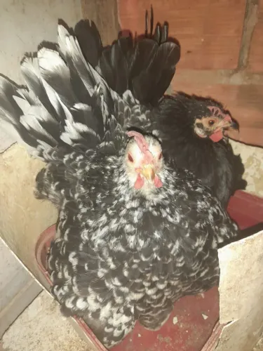 Galos e galinhas 