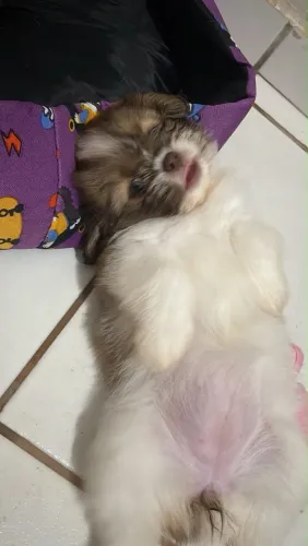 Shihtzu