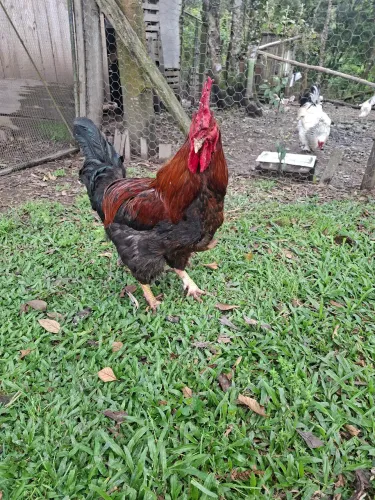 Frango gsb