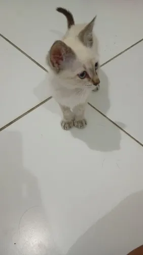 Gatinha para adoção