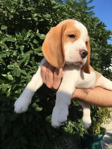 Beagle Tricolor / Bicolor Filhotes 13 polegadas com Pedigree