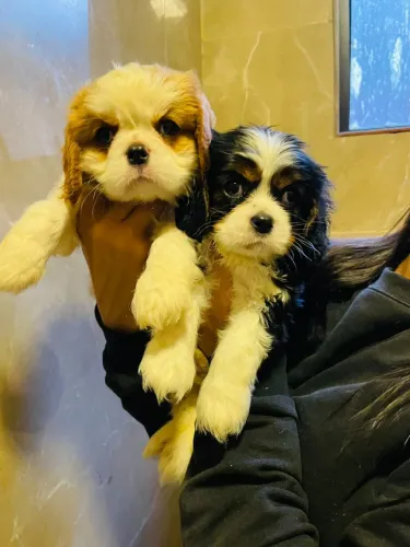 Cavalier imagens reais filhotes pedigree cbkc