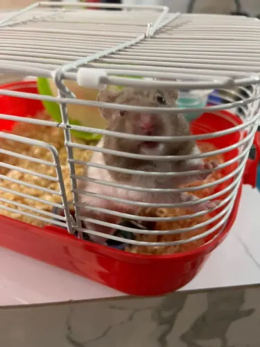 Hamster sírio 