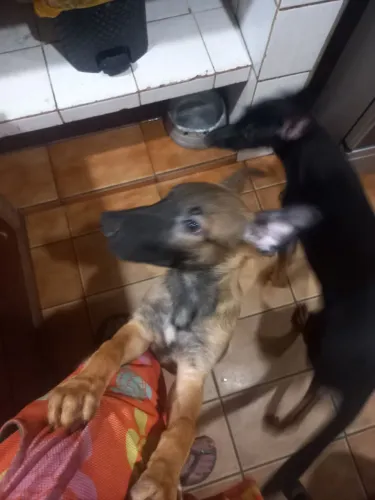 Vendo cão pastor belga Malinois, macho , não castrado, 8 meses, vacinado, 970,00 , 3 X