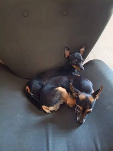 Pinscher filhote 1