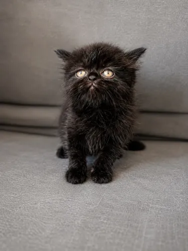 Gato persa