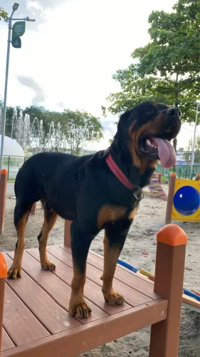 Doasse um Rottweiler 2 Anos